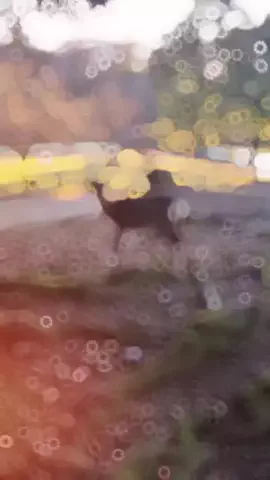 阿修羅のTikTok投稿
