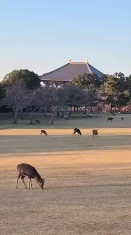 阿修羅のTikTok投稿