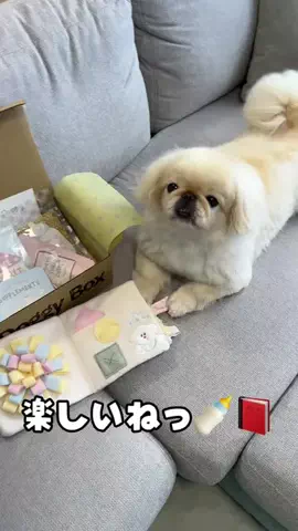 まめこむ🐶🐶のTikTok投稿