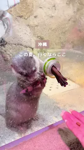 Coco🏝️沖縄&世界の絶景旅のTikTok投稿