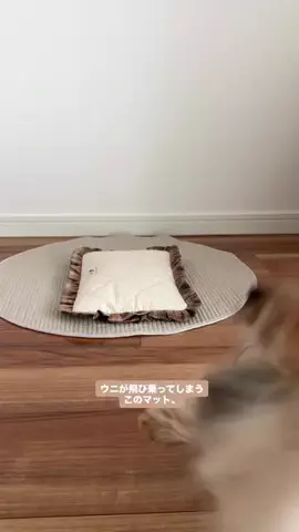 ヨーキーのウニのTikTok投稿