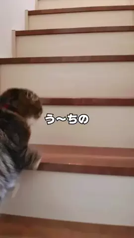 ねこぞー@猫のお役立ち情報のTikTok投稿