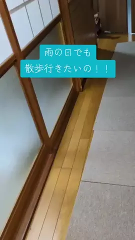 Funny animal channelのTikTok投稿