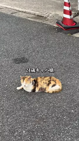 こんちのTikTok投稿