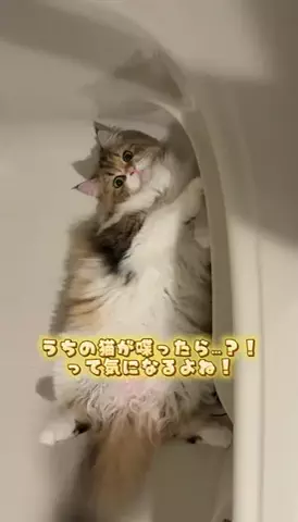 双子姉妹 ぽむ&ココのTikTok投稿