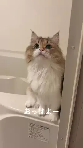 双子姉妹 ぽむ&ココのTikTok投稿