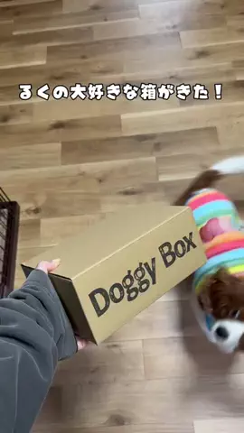 実家の犬が可愛すぎるのTikTok投稿