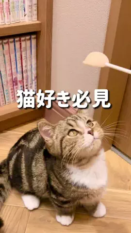 あみれお｜東海デートのTikTok投稿
