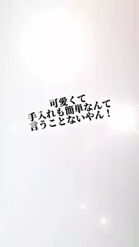 foodroomのTikTok投稿