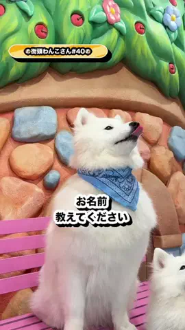 gaitowankoのTikTok投稿