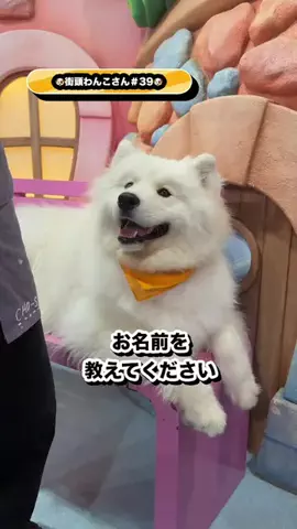 gaitowankoのTikTok投稿