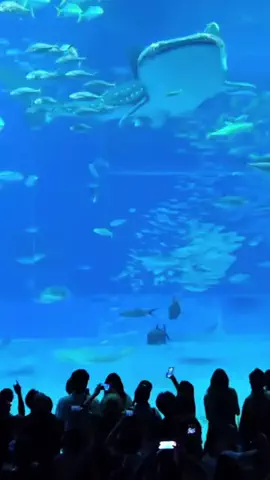 よっぴぃのTikTok投稿