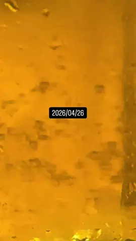 まるこのTikTok投稿