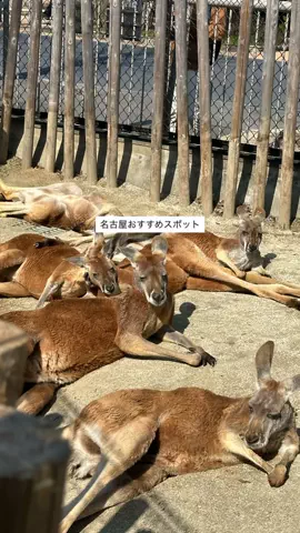 なみちゃん旅のTikTok投稿