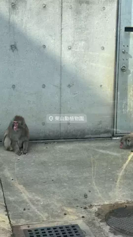 なみちゃん旅のTikTok投稿