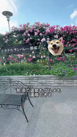 ラベちゃん🪻温泉旅♨️のTikTok投稿