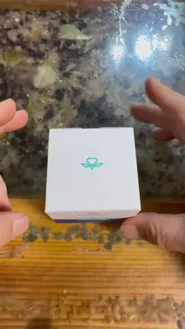 いちごのTikTok投稿