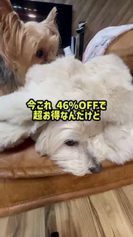 いちごのTikTok投稿