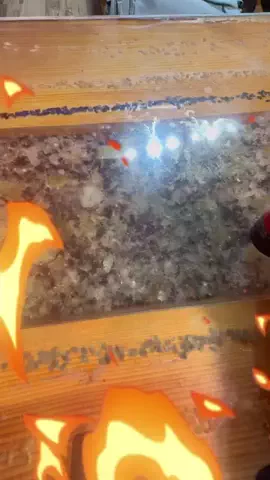 いちごのTikTok投稿