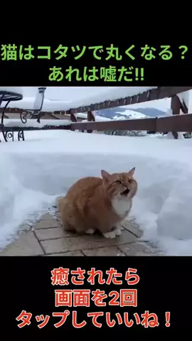 癒やしの記録のTikTok投稿