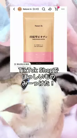 モモンガ様と犬🐁🐕🌾のTikTok投稿
