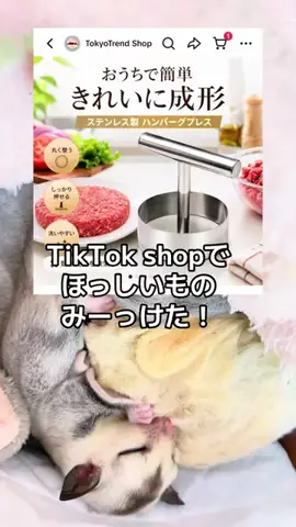 モモンガ様と犬🐁🐕🌾のTikTok投稿