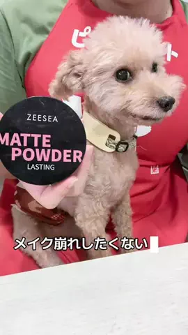 モモンガ様と犬🐁🐕🌾のTikTok投稿