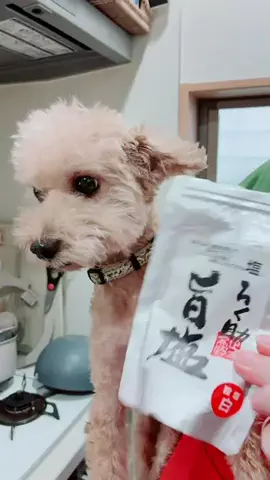 モモンガ様と犬🐁🐕🌾のTikTok投稿