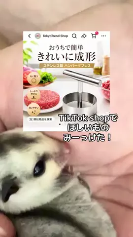 モモンガ様と犬🐁🐕🌾のTikTok投稿