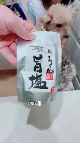 モモンガ様と犬🐁🐕🌾のTikTok投稿