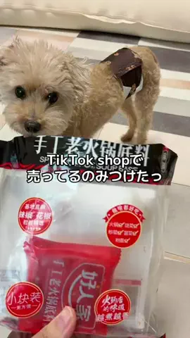 モモンガ様と犬🐁🐕🌾のTikTok投稿