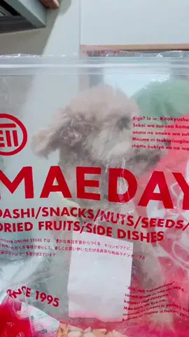 モモンガ様と犬🐁🐕🌾のTikTok投稿