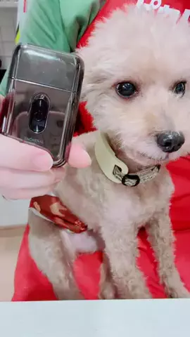 モモンガ様と犬🐁🐕🌾のTikTok投稿