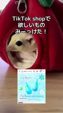 モモンガ様と犬🐁🐕🌾のTikTok投稿