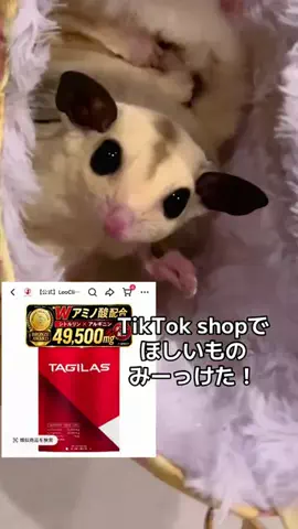 モモンガ様と犬🐁🐕🌾のTikTok投稿