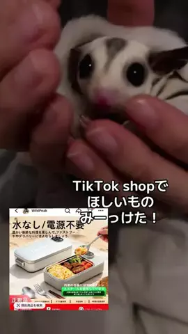モモンガ様と犬🐁🐕🌾のTikTok投稿