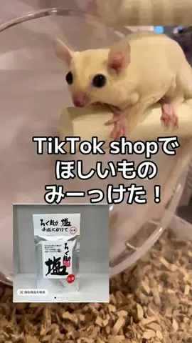 モモンガ様と犬🐁🐕🌾のTikTok投稿