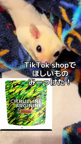 モモンガ様と犬🐁🐕🌾のTikTok投稿