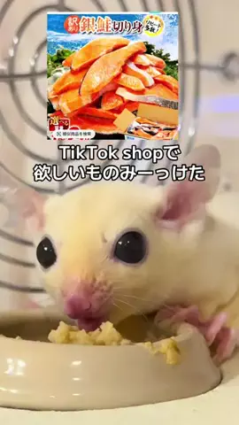 モモンガ様と犬🐁🐕🌾のTikTok投稿