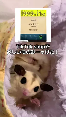 モモンガ様と犬🐁🐕🌾のTikTok投稿