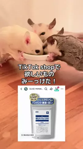 モモンガ様と犬🐁🐕🌾のTikTok投稿
