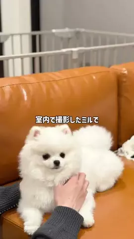 ポメラニアンのミル🍼のTikTok投稿