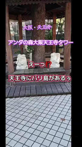 高齢乙女のTikTok投稿