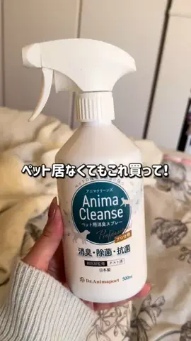 ちまき ｜アイドルチワワのTikTok投稿