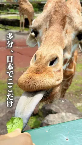 ぐりぐらママ@子連れ旅行で一度は行きたいスポット巡りのTikTok投稿