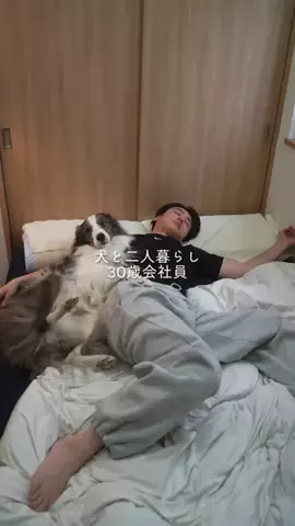 まさ” ボーダーコリーとふたり暮らし”のTikTok投稿