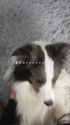 まさ” ボーダーコリーとふたり暮らし”のTikTok投稿