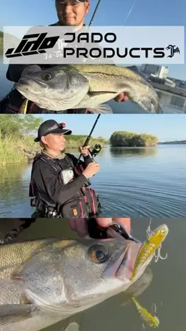 しゅーごー🎣所長のTikTok投稿