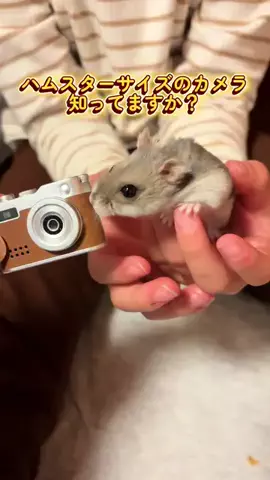 ちくわ日和のTikTok投稿