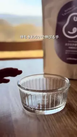 nico_komekoのTikTok投稿